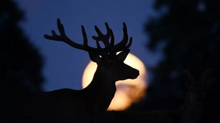 Buck moon